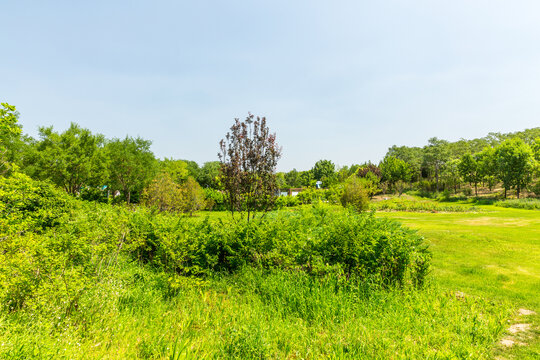 绿树林