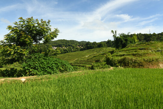 元阳梯田