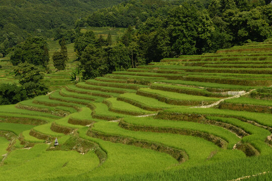 元阳梯田