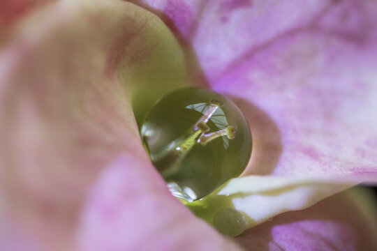 花蕊特写