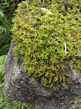 野生苔藓