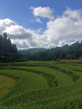 乡村梯田