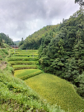 农村梯田