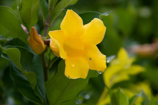 雨后黄蝉花