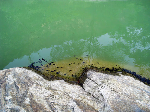 小河中有许多小蝌蚪
