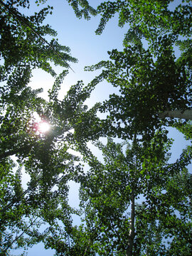 抬头看到蓝天和绿色的树林
