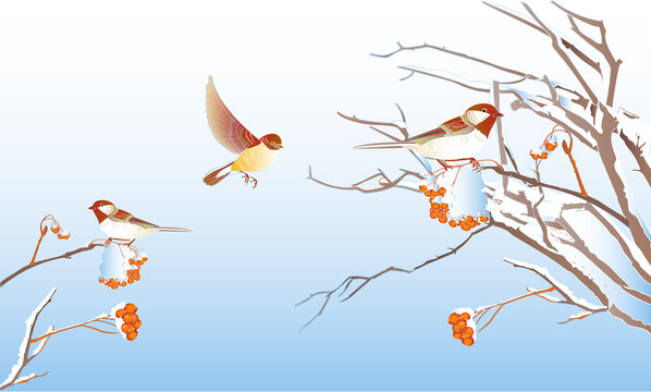 冬季樹(shù)枝上的飛鳥(niǎo)