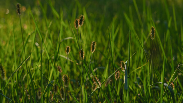 狗尾巴草