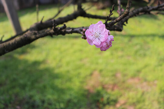 春天枝头盛开的桃花
