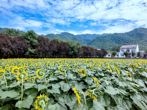 向日葵基地