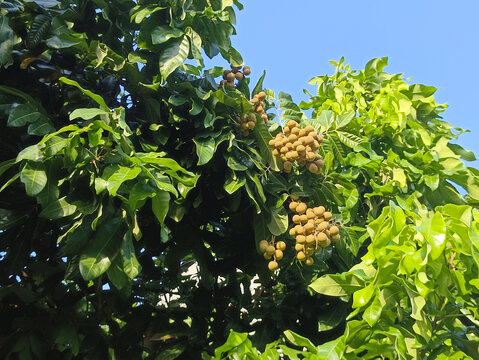 南方枝头桂圆