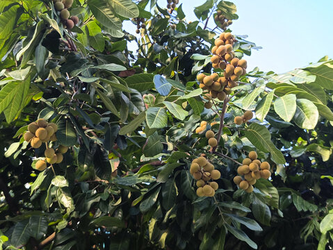 种植桂圆