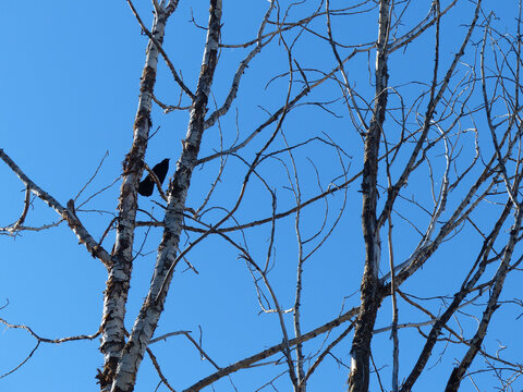 冬季寒冷鸟在木枝上