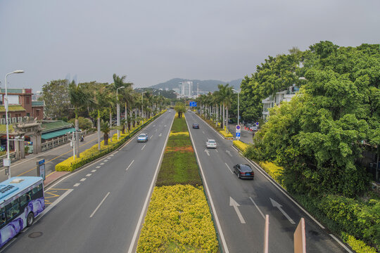 厦门环岛南路公路大王椰子树