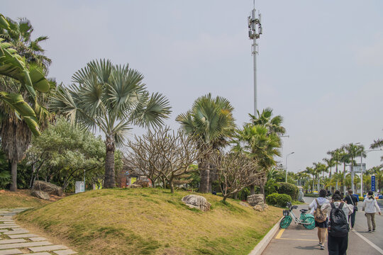 曾厝垵路边棕榈树与鸡蛋花树