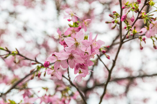 樱花