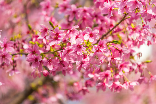 樱花树