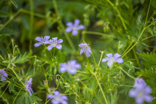 小花