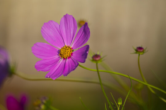 格桑花