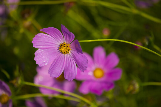 格桑花