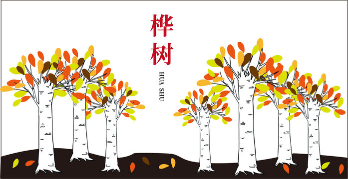樺樹樹林