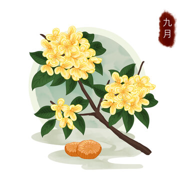 十二月花之桂花手繪插畫