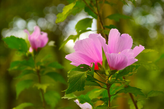 木槿