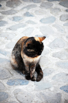 安徽宏村可爱的流浪猫