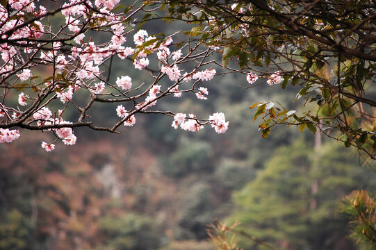 春天在黄山盛开的粉色桃花