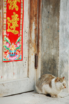 宏村西递可爱的流浪猫