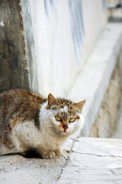 宏村西递可爱的流浪猫