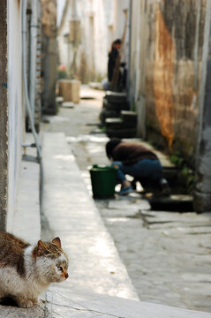 宏村西递可爱的流浪猫