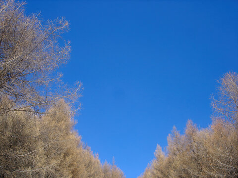 蓝色下干枯的树林