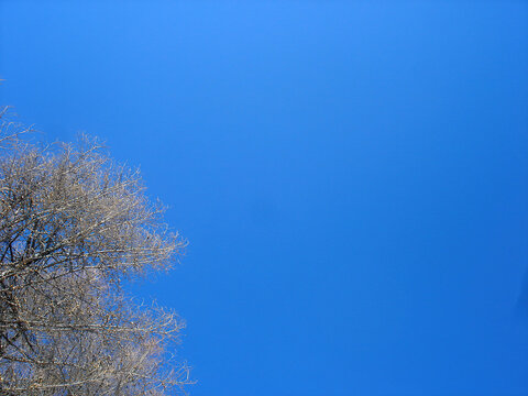 湛蓝的天空和枯树枝