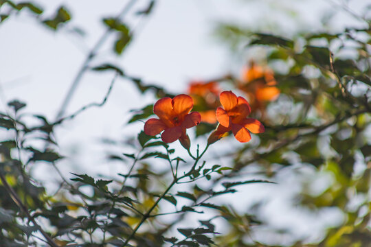 光影凌霄花