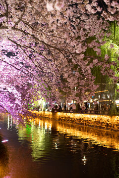 夜景樱花