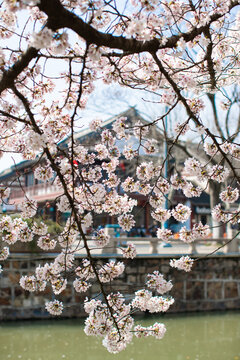 常熟樱花季