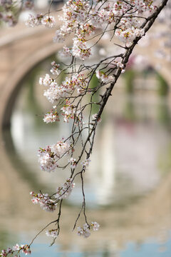 常熟樱花季