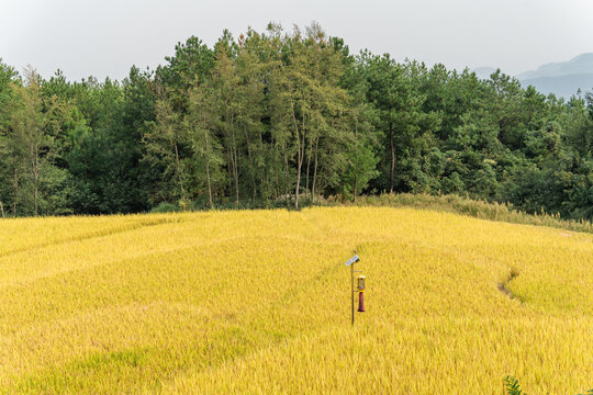 希望的田野