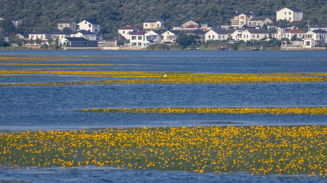 太湖花甸