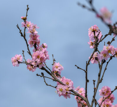 梅花