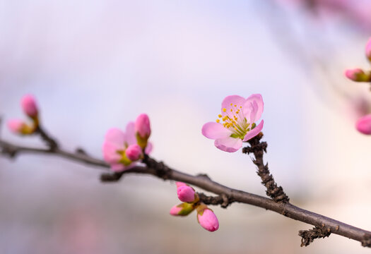 梅花