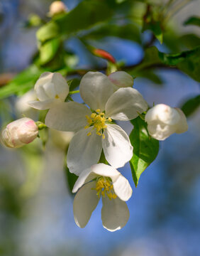 山丁子花