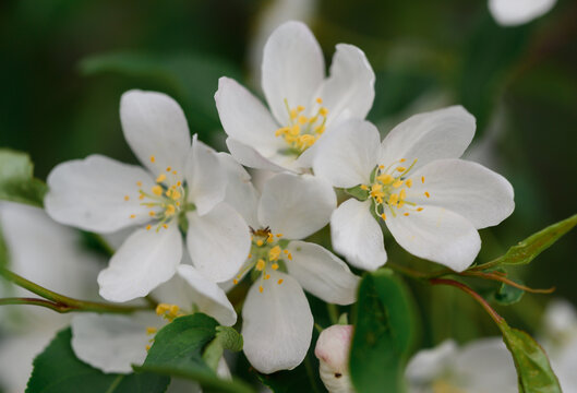 山丁子花