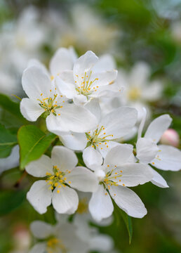 山丁子花