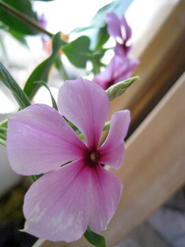 一朵粉色的小花