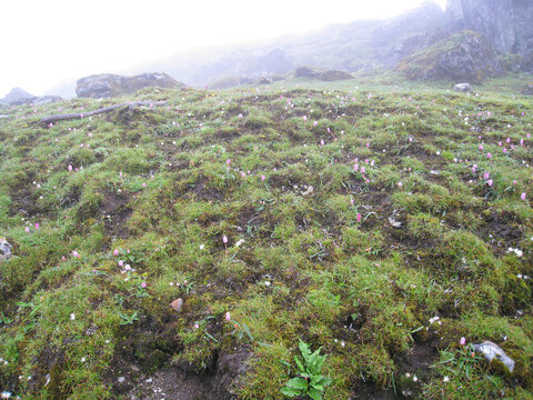 西藏墨脱高山植被