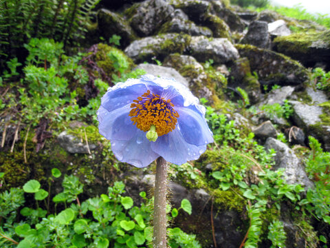 西藏墨脱紫色的花朵