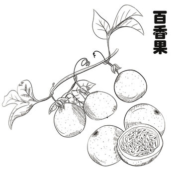 百香果線描