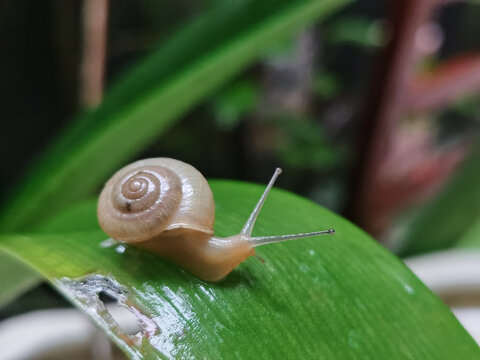 雨后蜗牛